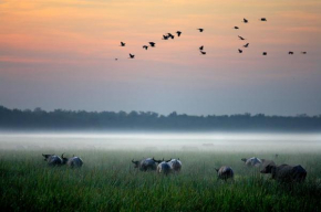 Bamurru Plains